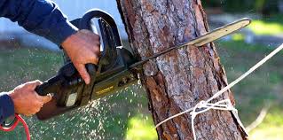 Why Choose Our Tree Removal Services in Waurika, OK?