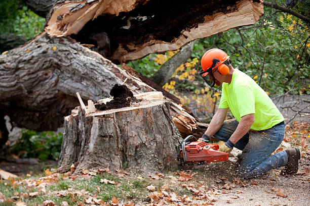 Best Tree Cabling and Bracing  in Waurika, OK